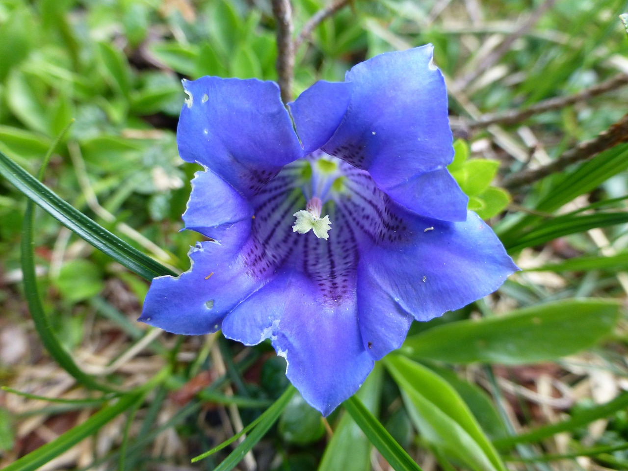blue gentian gentian flower free photo