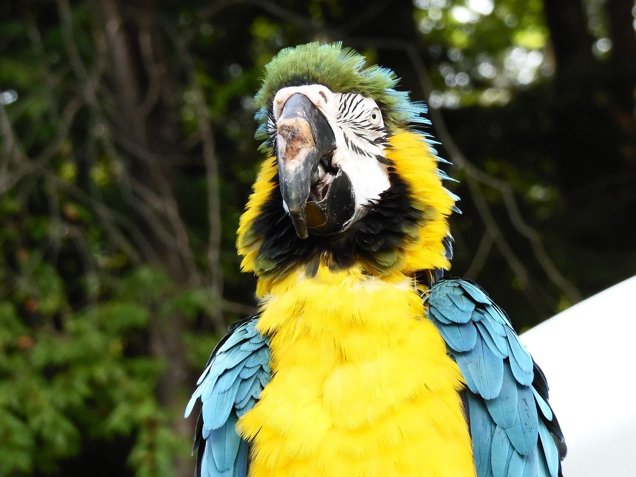 blue gold macaw bath free photo