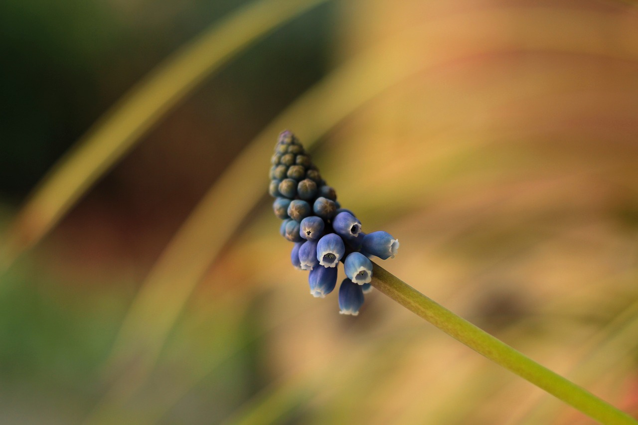 blue grape  muscaris  blue free photo