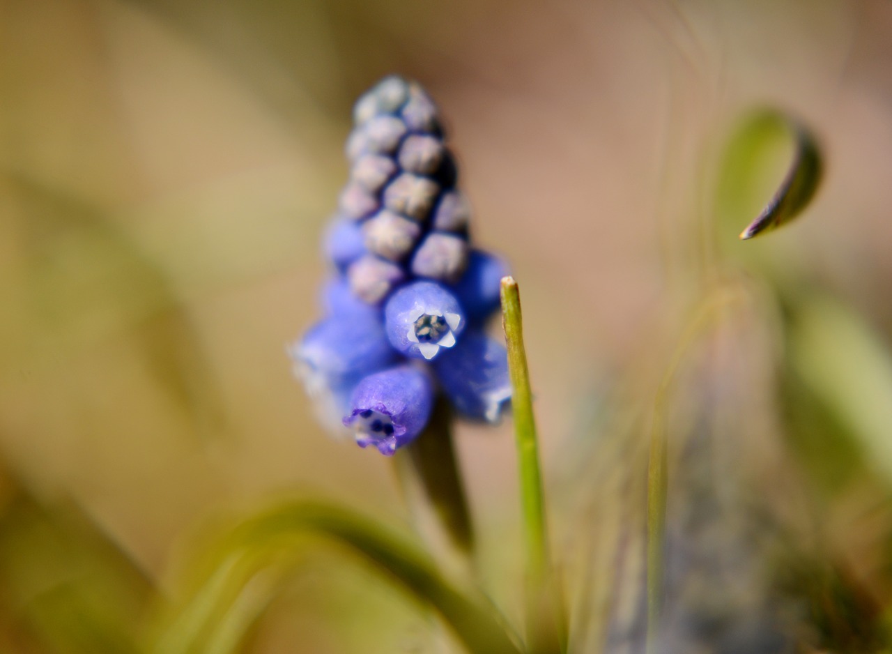 blue grape  flower  spring free photo