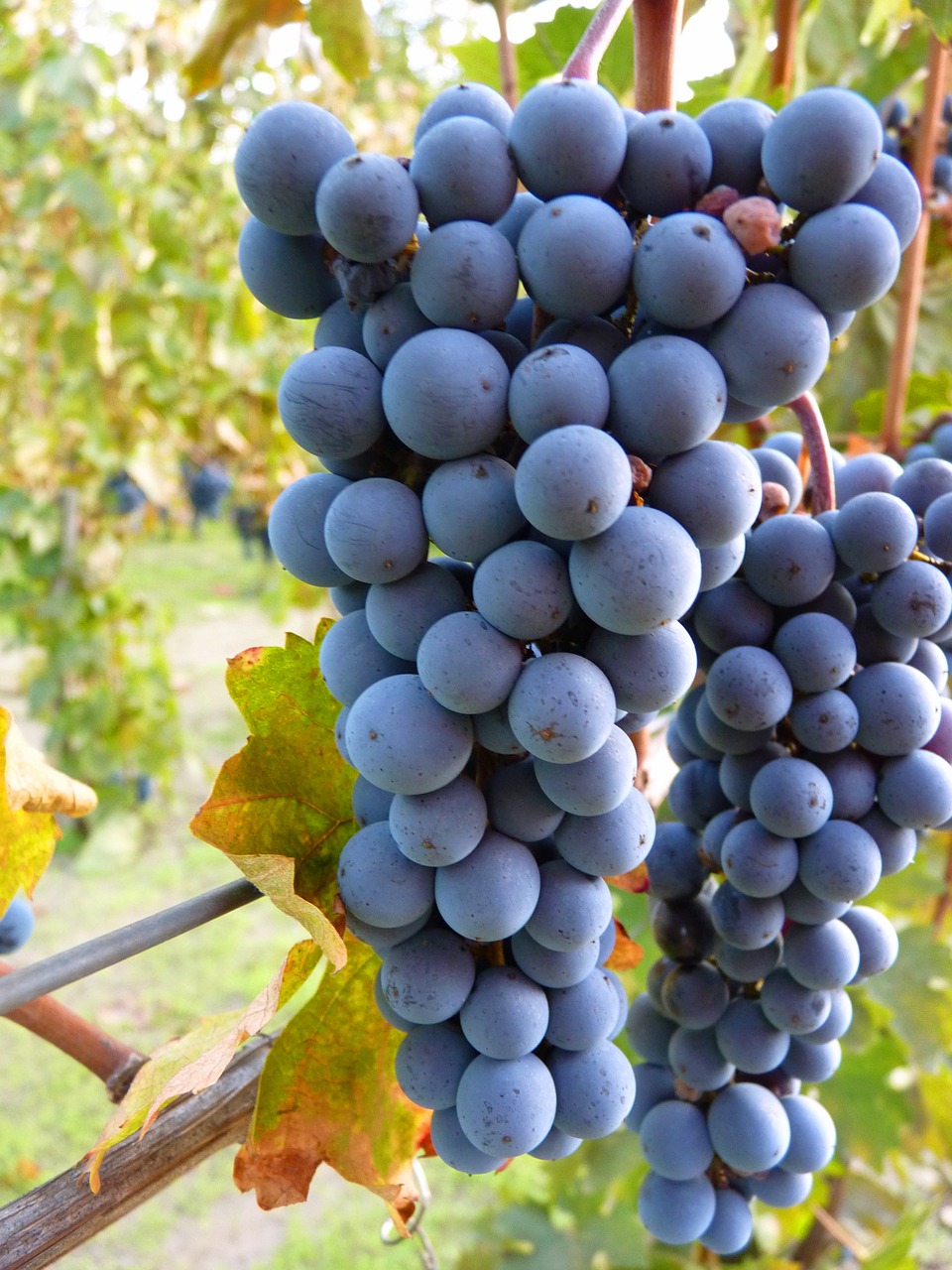 blue grapes grape plant free photo