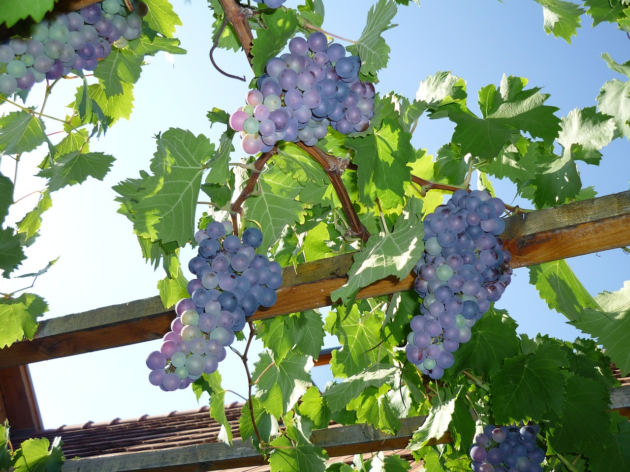 blue grapes harvest autumn free photo