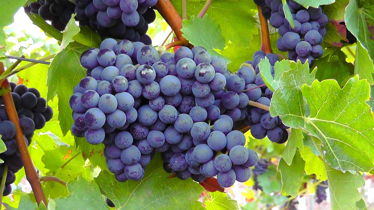 blue grapes grapes fruits free photo