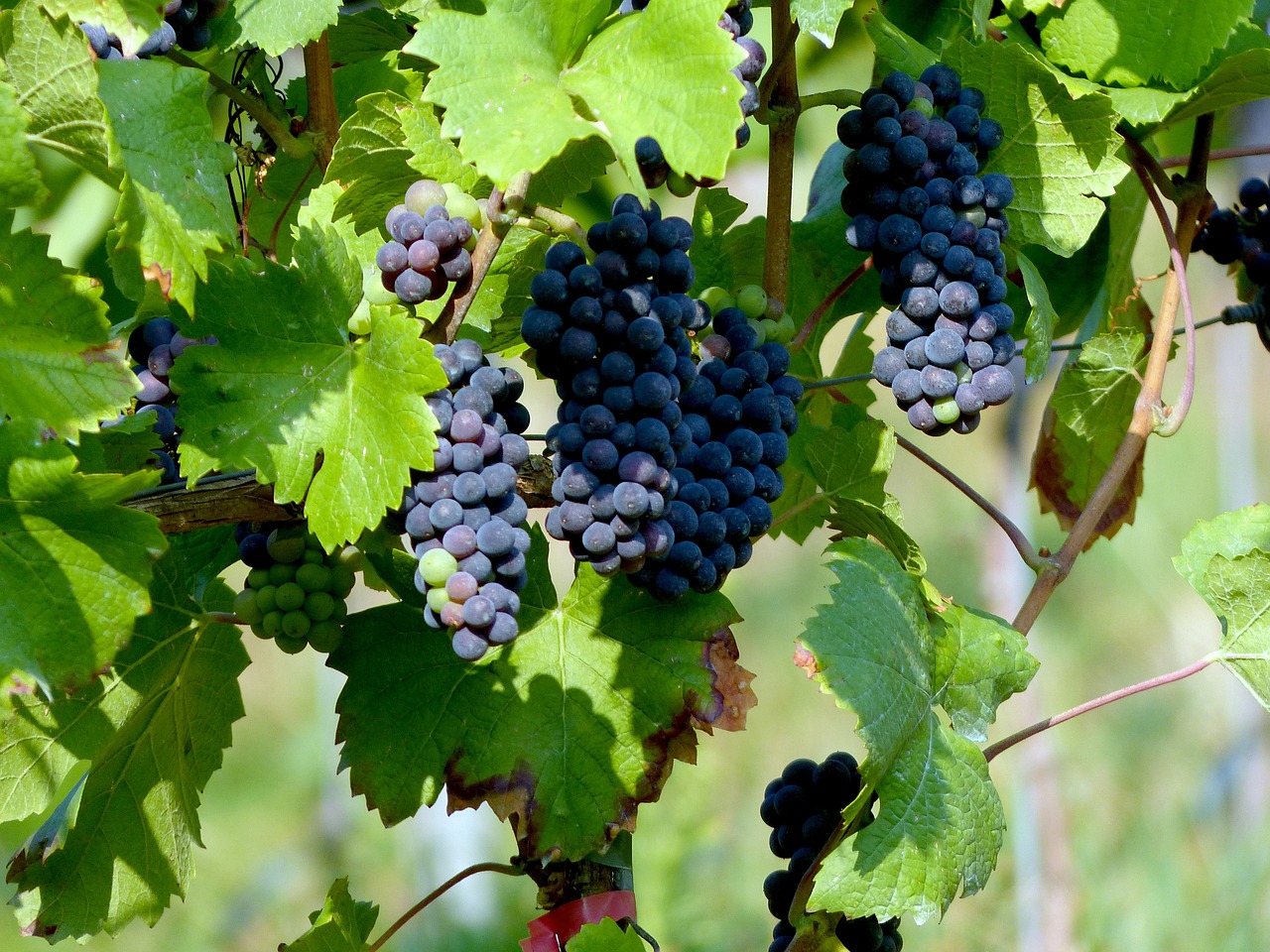 blue grapes vines vineyard free photo