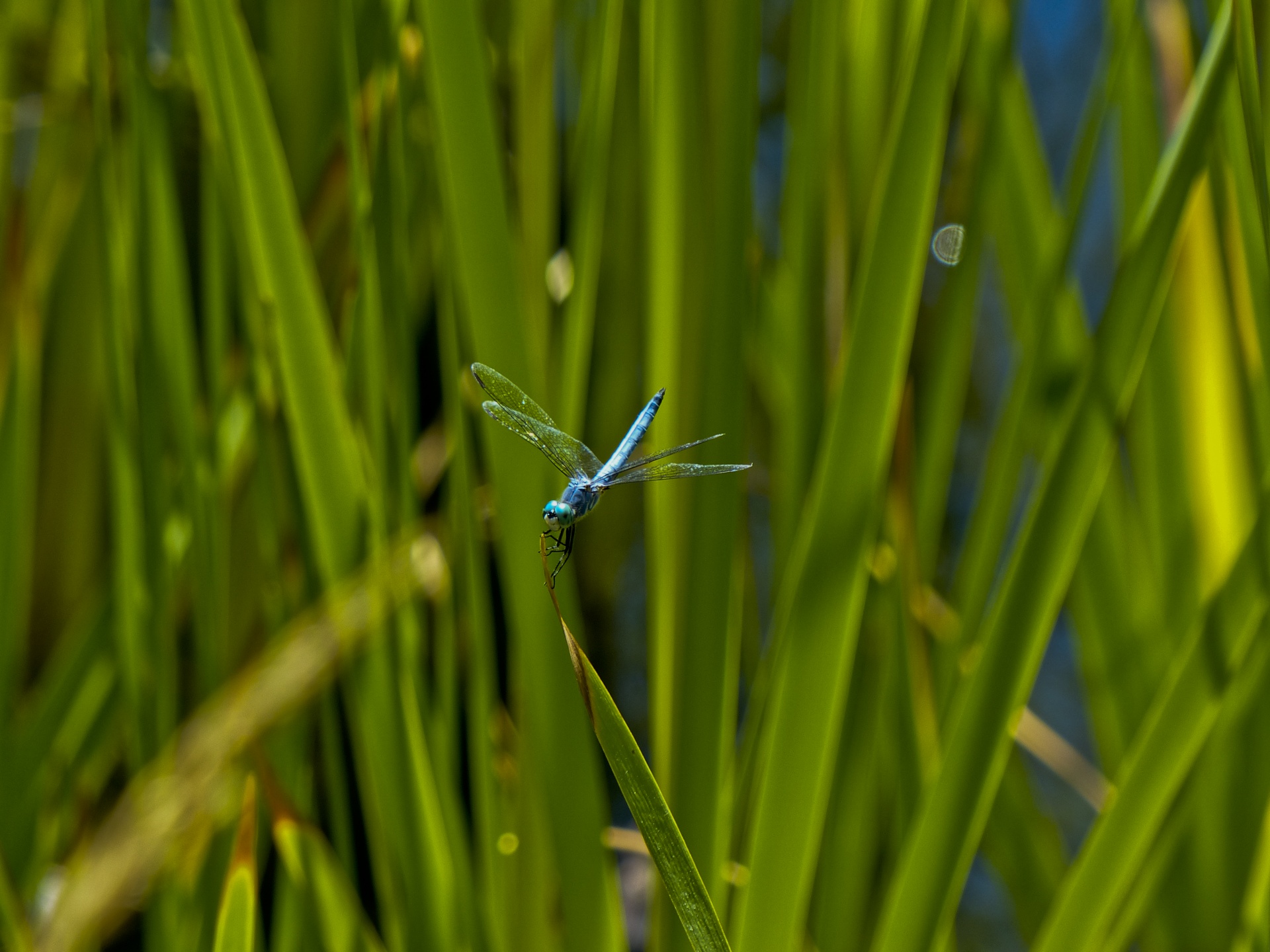 dragonfly blue green free photo