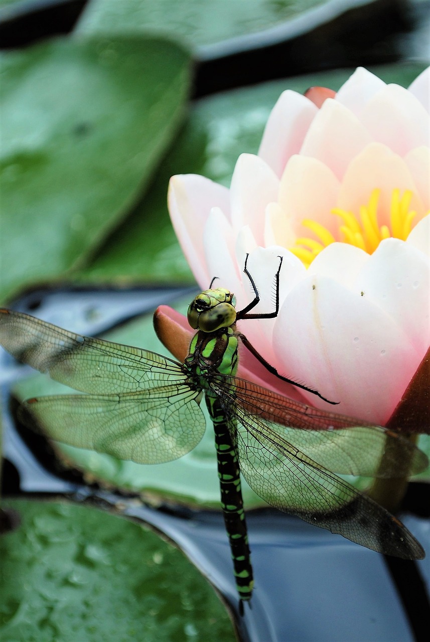 blue-green mosaic bridesmaid  female  macro free photo