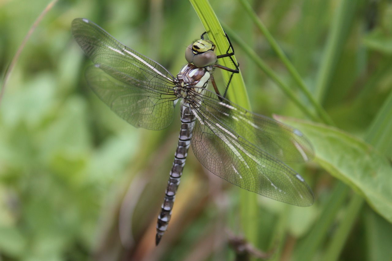 blue-green mosaic bridesmaid  dragonfly  dragonflies free photo