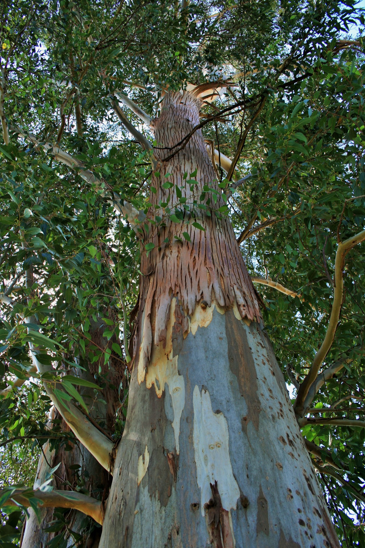 tree bluegum eucalyptus free photo