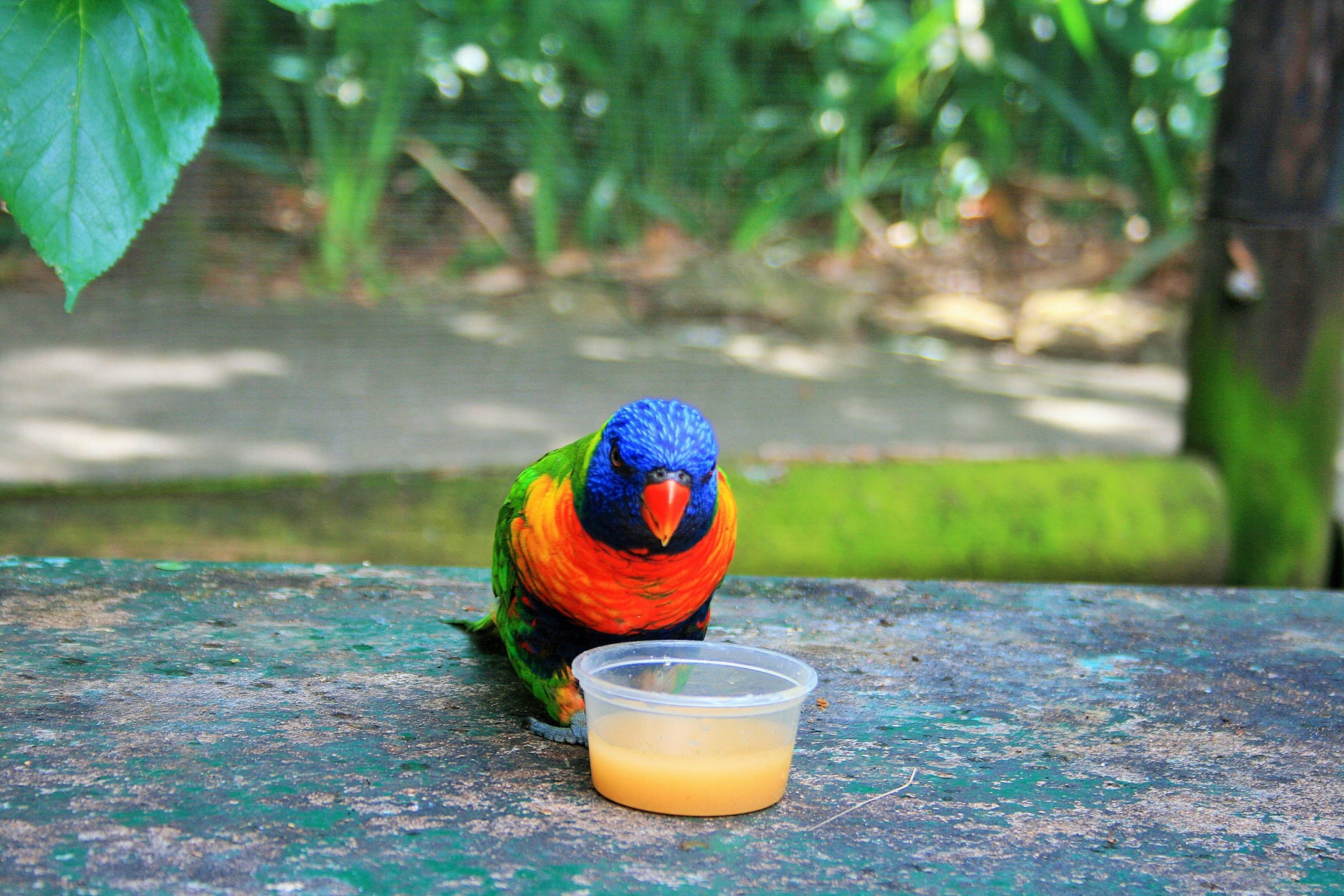 bird colourful nectar free photo