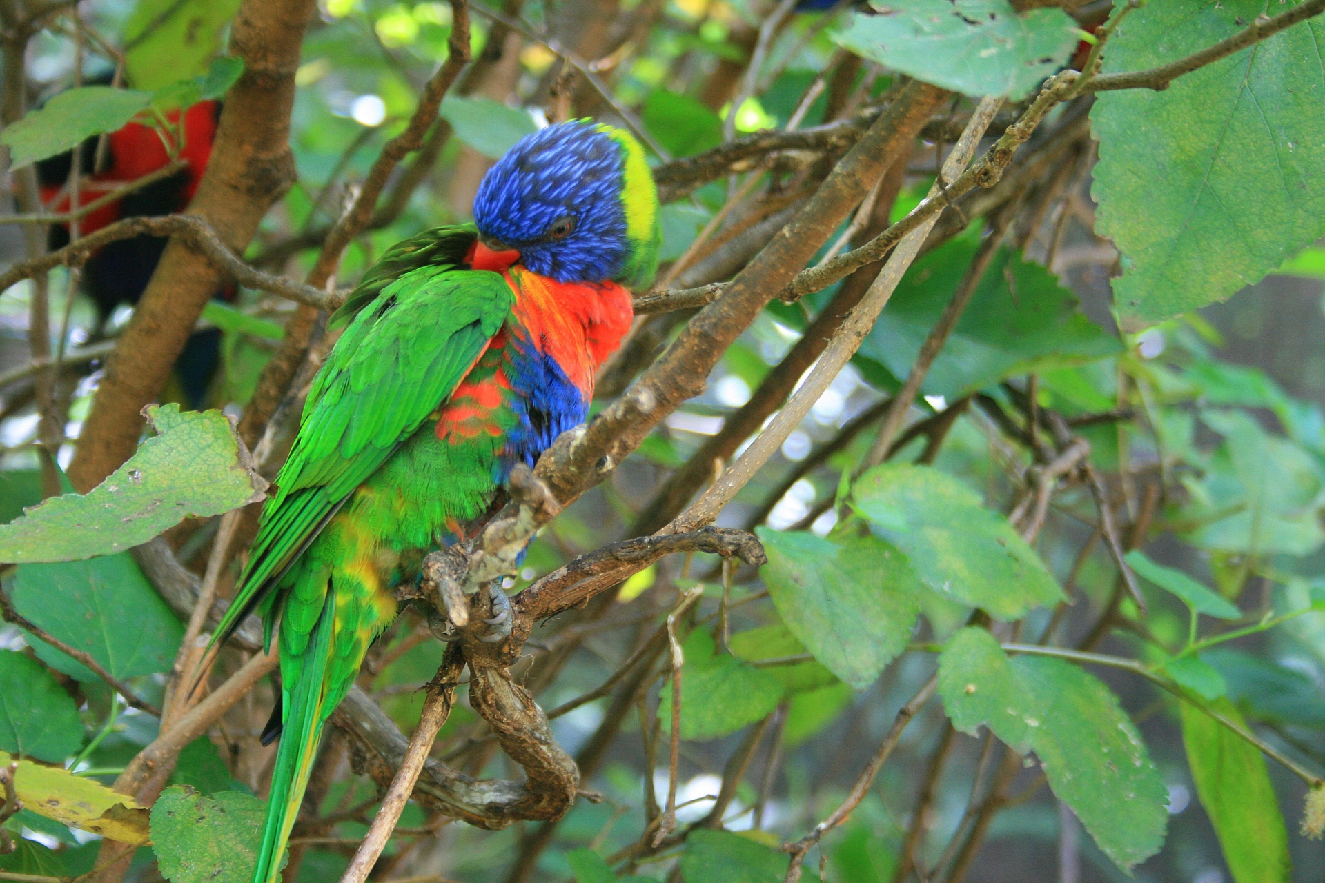 bird colourful preening free photo