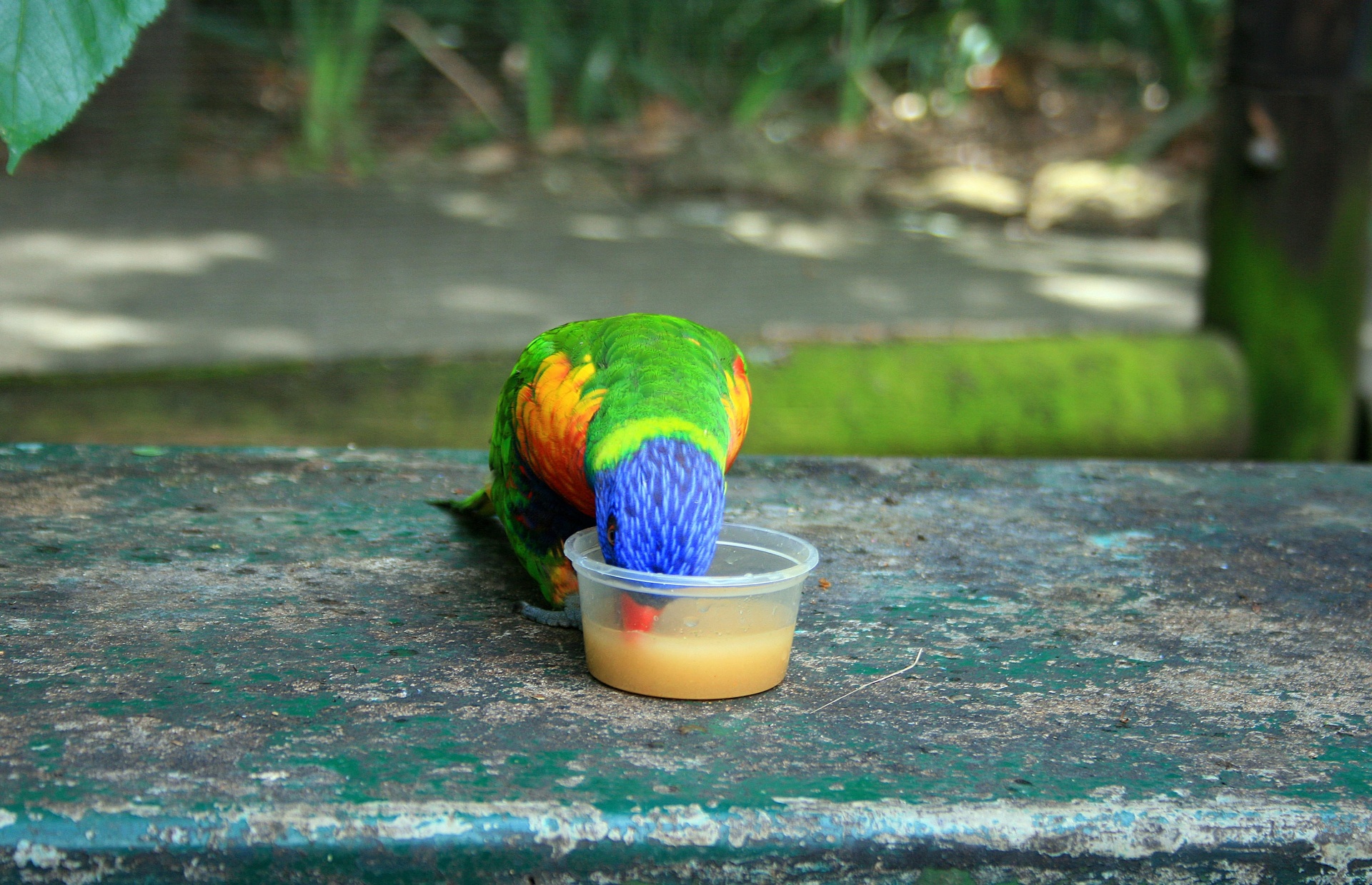 bird colourful nectar free photo