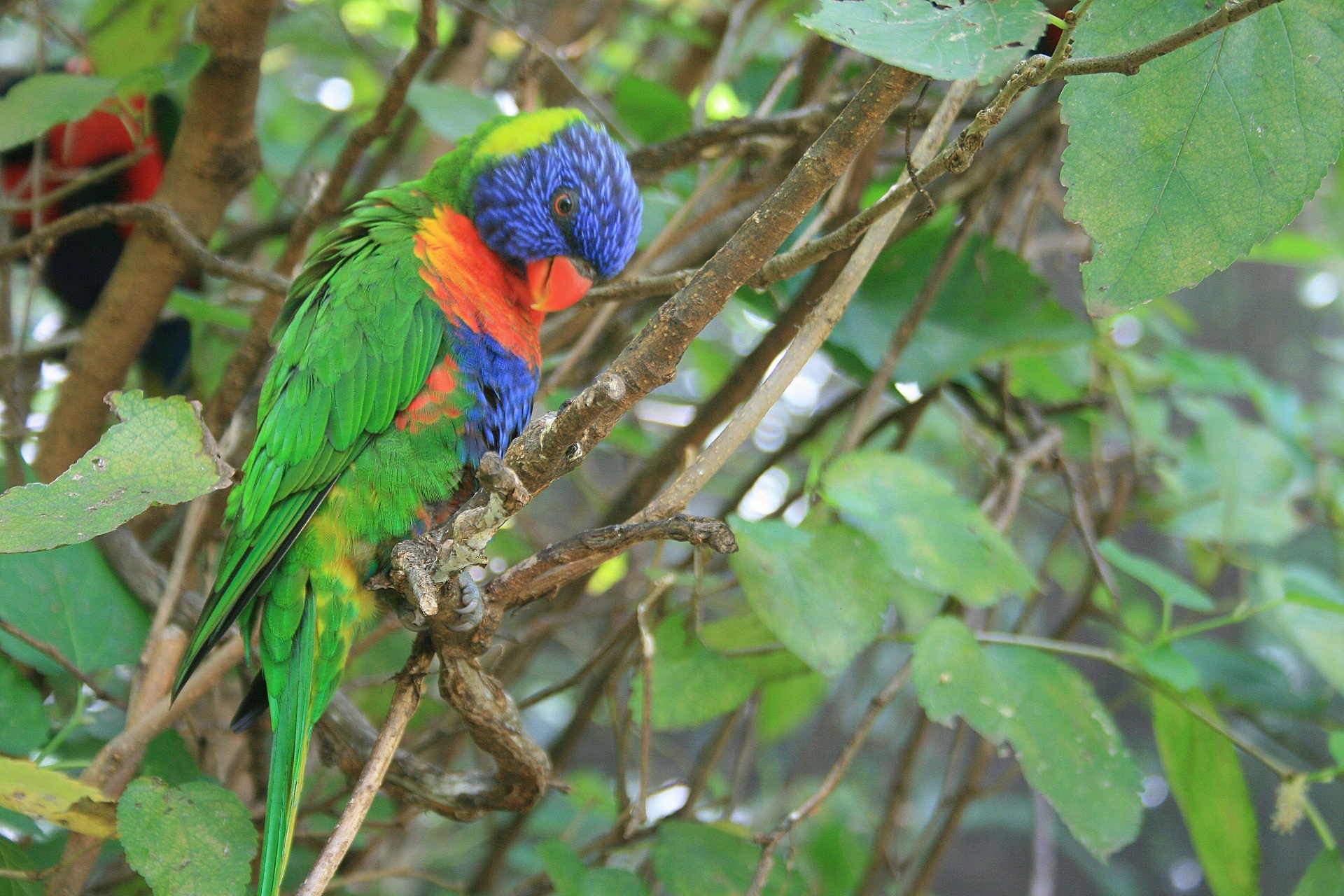 bird colourful perched free photo