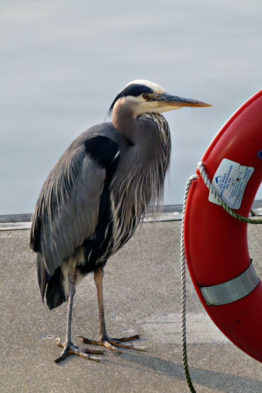 blue heron water bird free photo