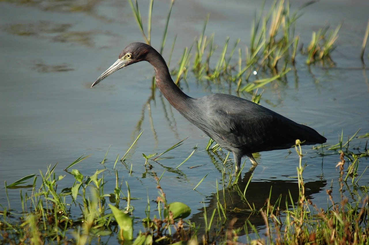 blue heron wader bird free photo