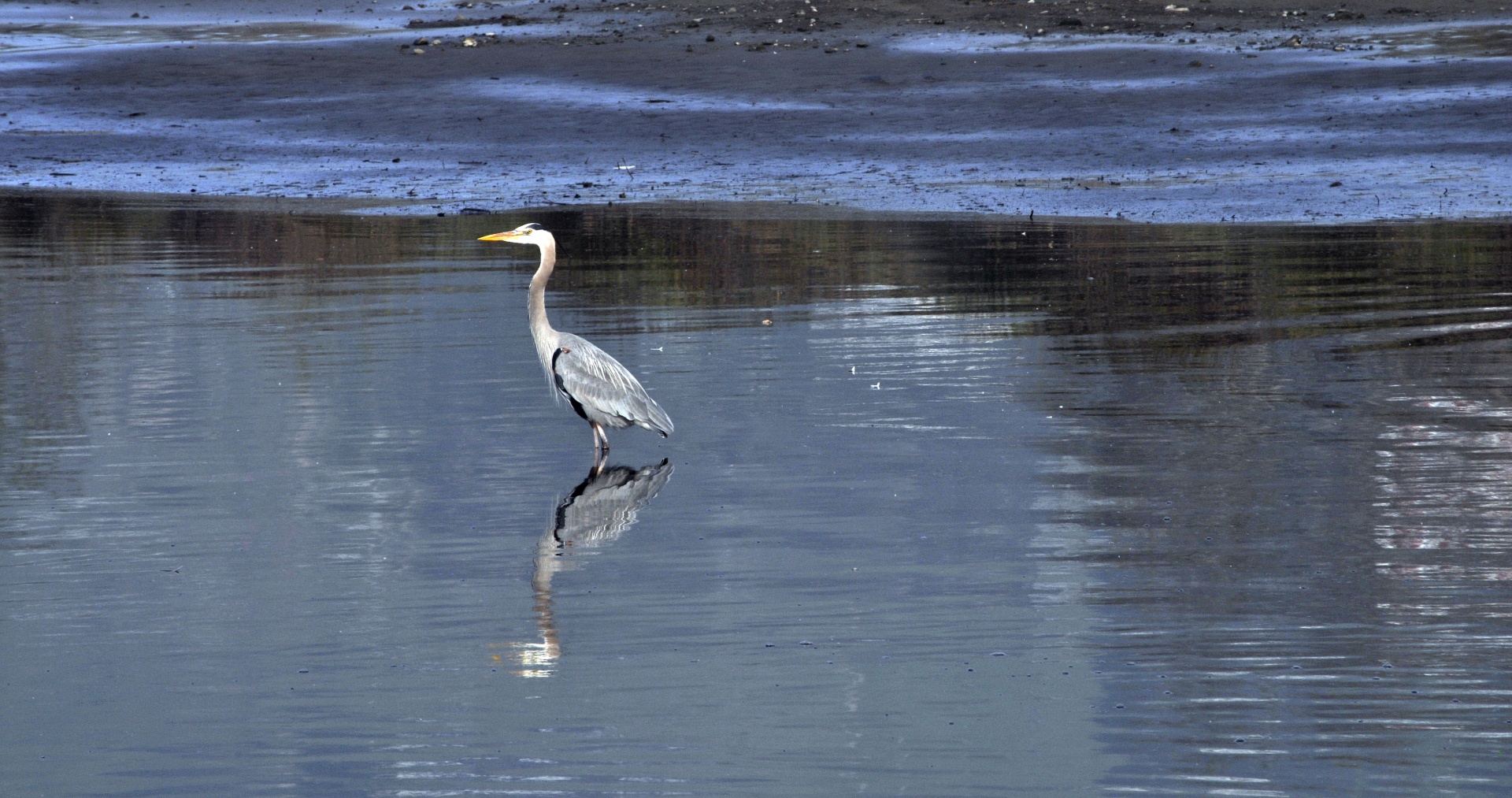 bird birds heron free photo