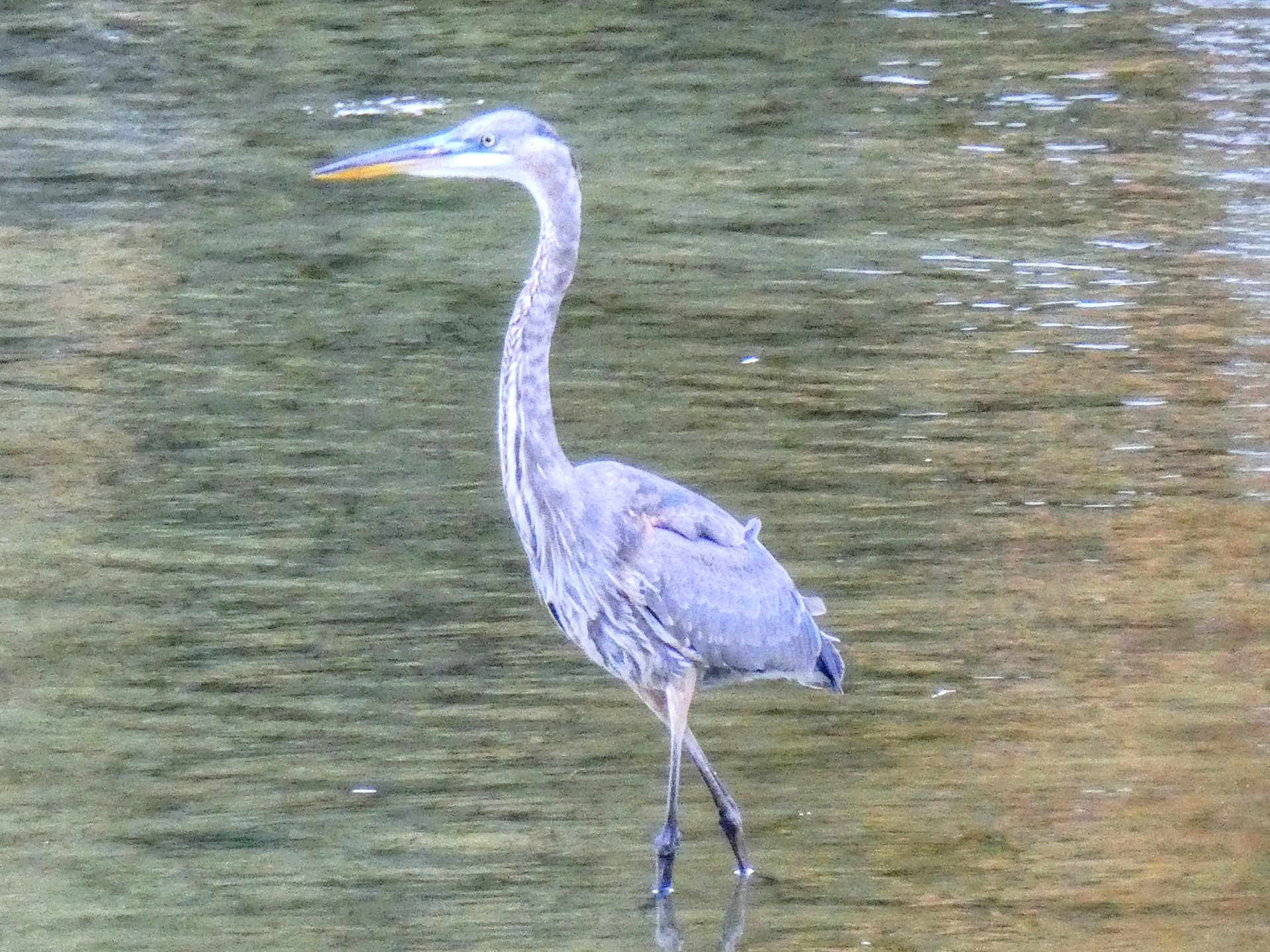 blue heron heron bird free photo