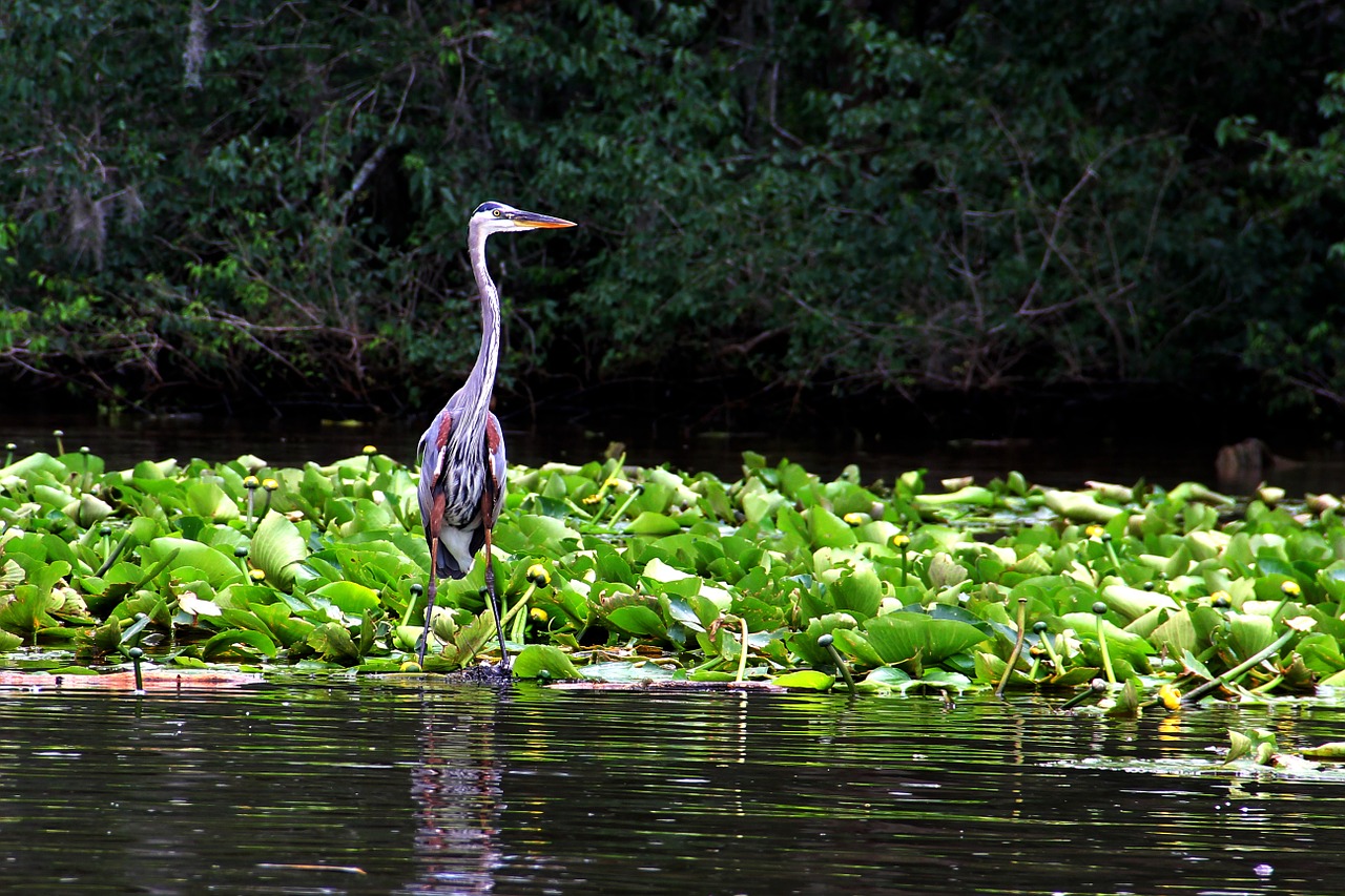 blue heron wildlife crane free photo