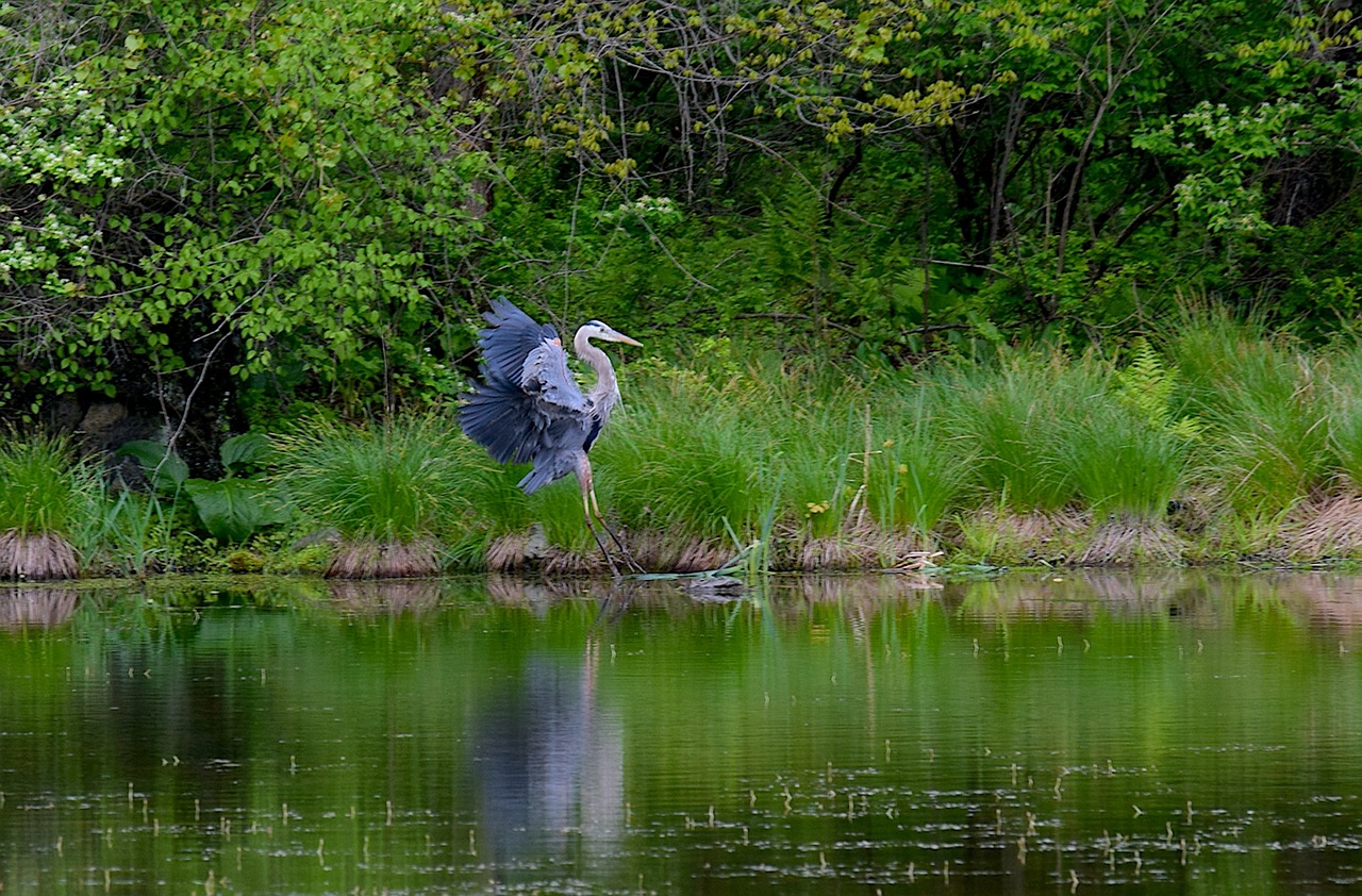 blue heron bird water free photo