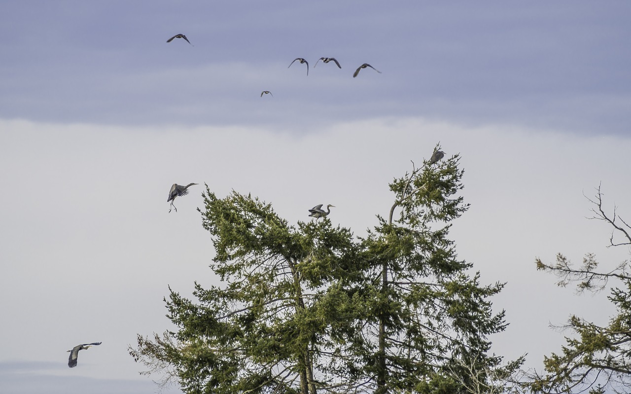 blue heron birds tree free photo