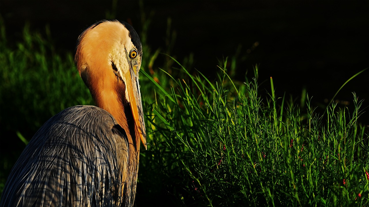 blue heron bird animal free photo