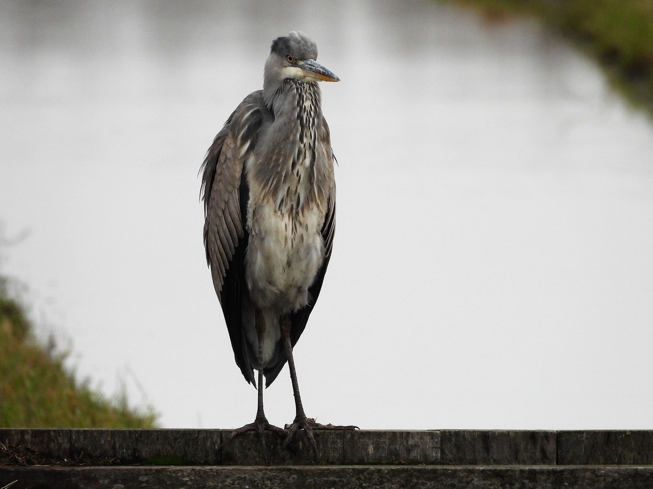 blue heron  herons  roeipotigen free photo