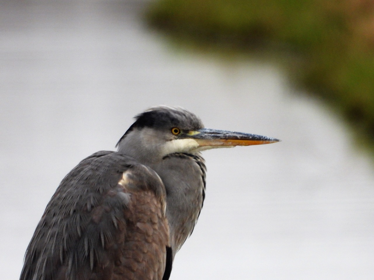 blue heron  herons  roeipotigen free photo