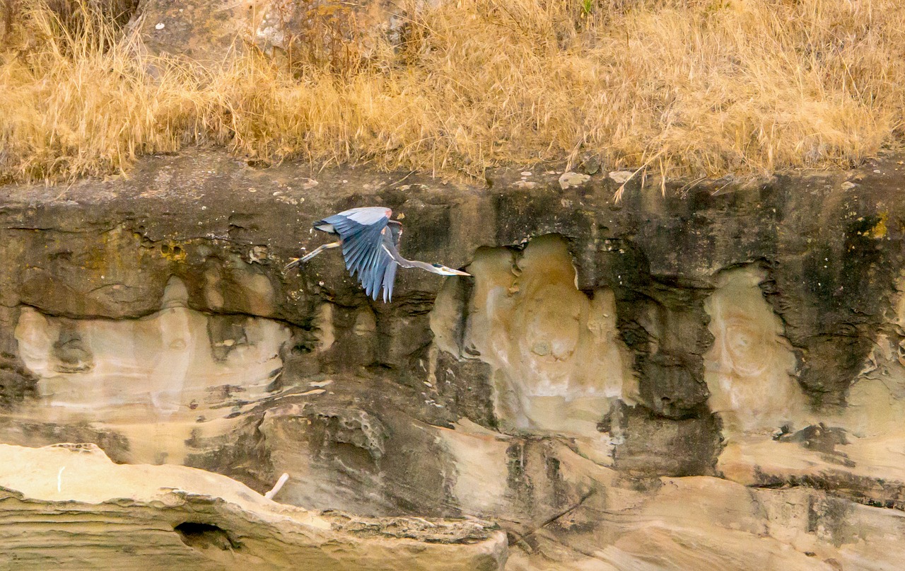 blue heron  alaska  in flight free photo