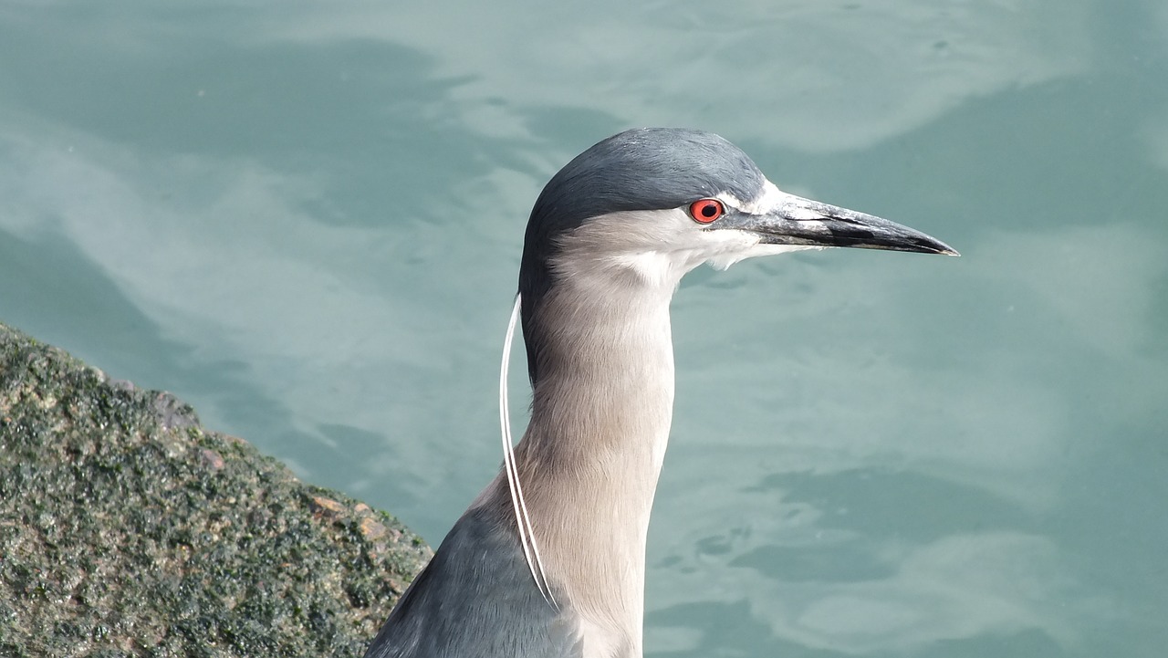 blue heron ave chile free photo