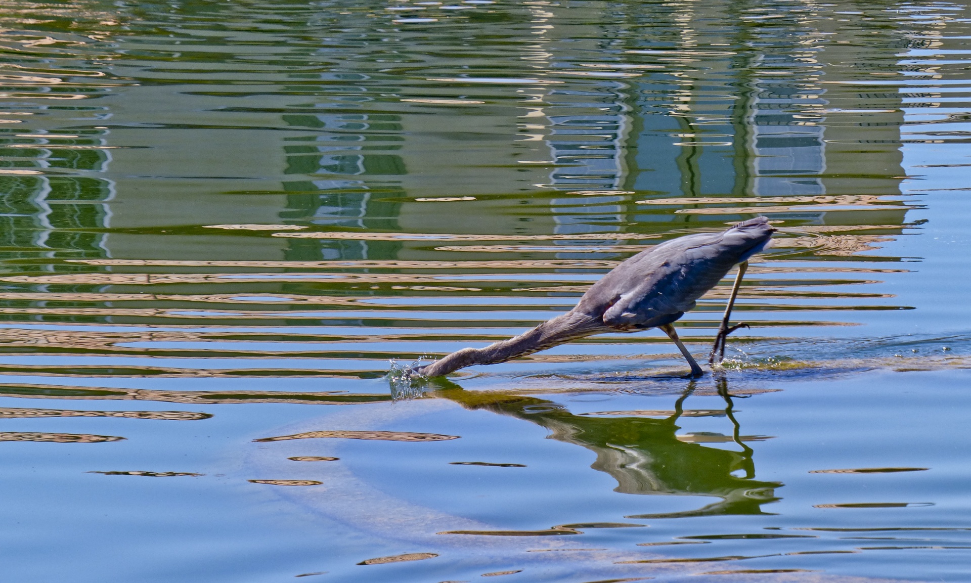 blue heron bird fishing free photo