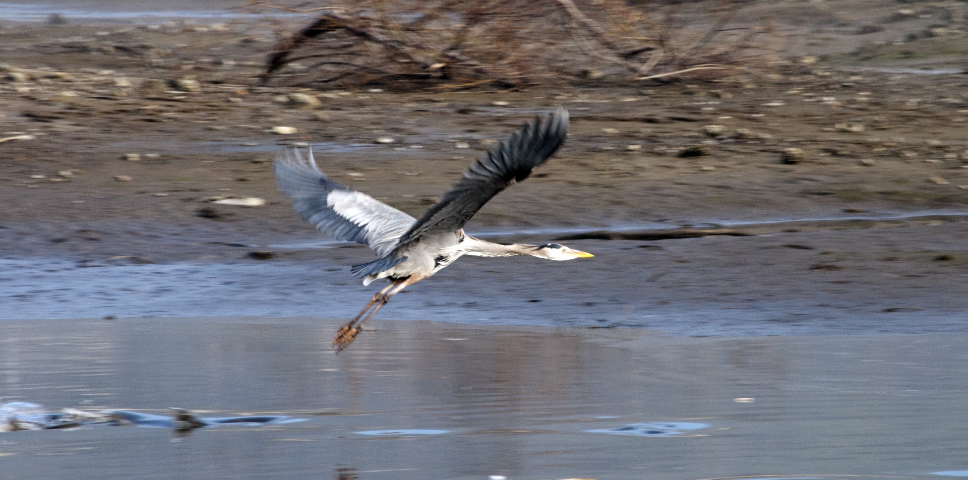 bird birds heron free photo