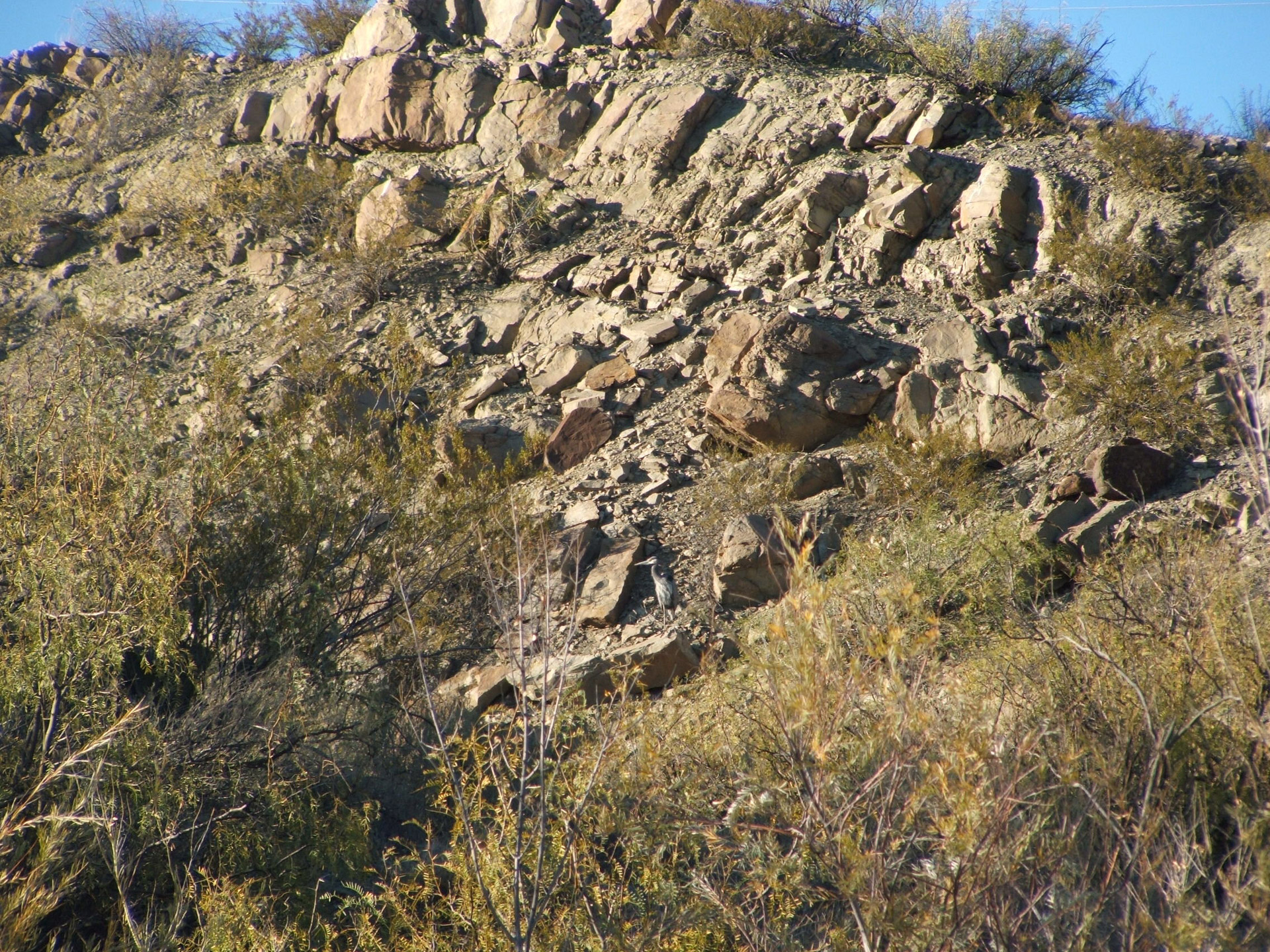 rio grande great blue heron rocks free photo