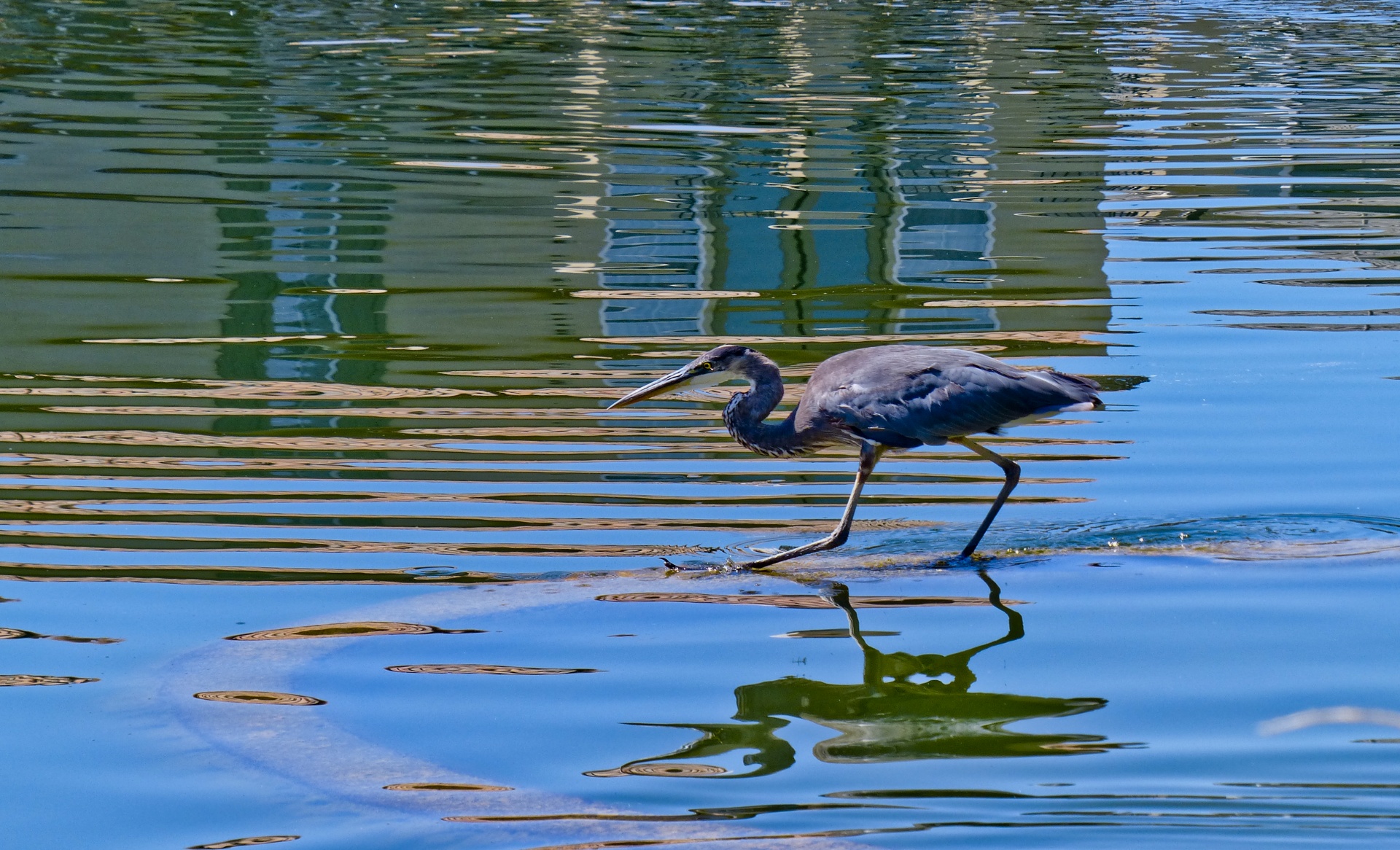 blue heron bird fishing free photo