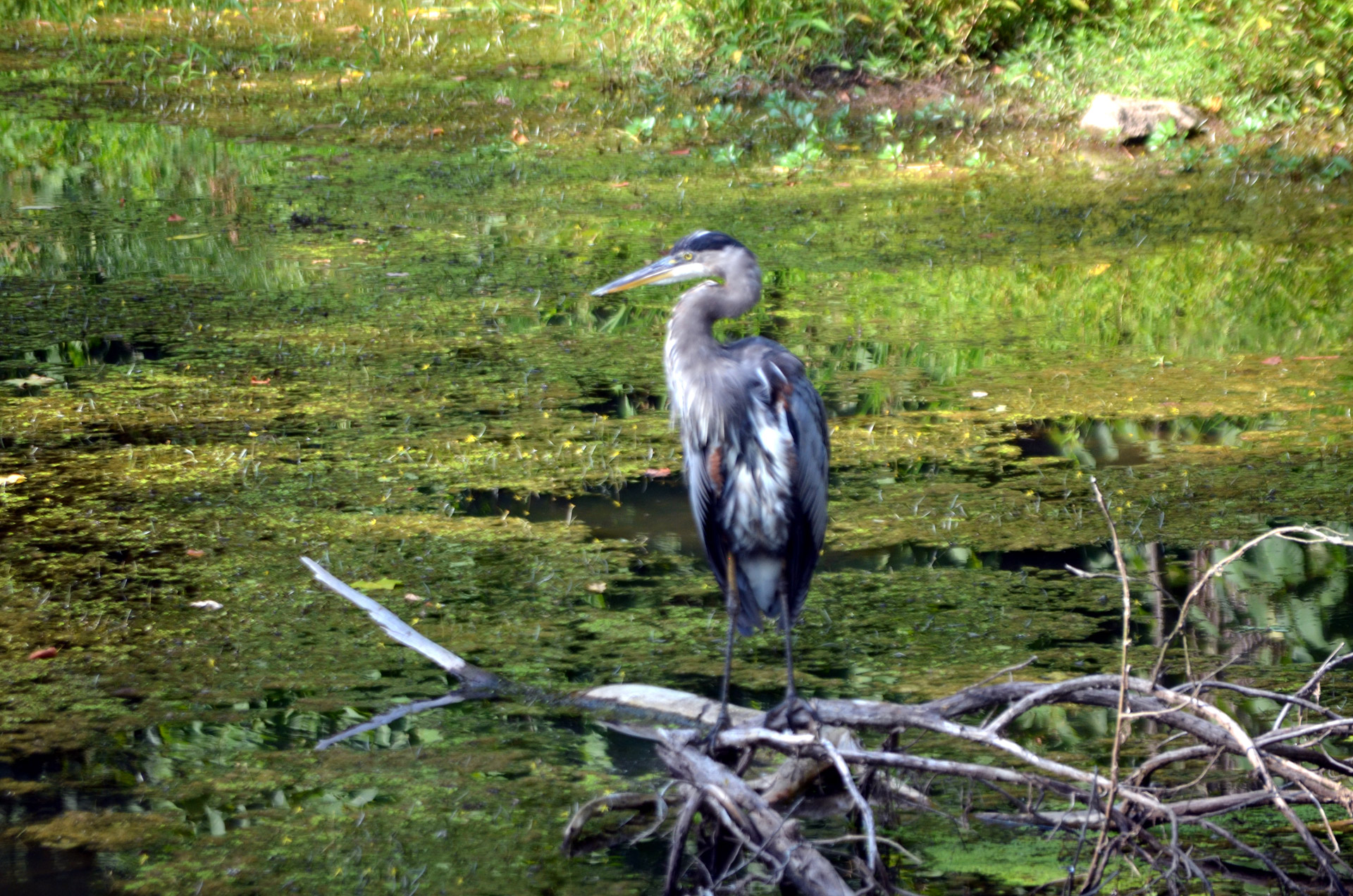 bird heron blue free photo