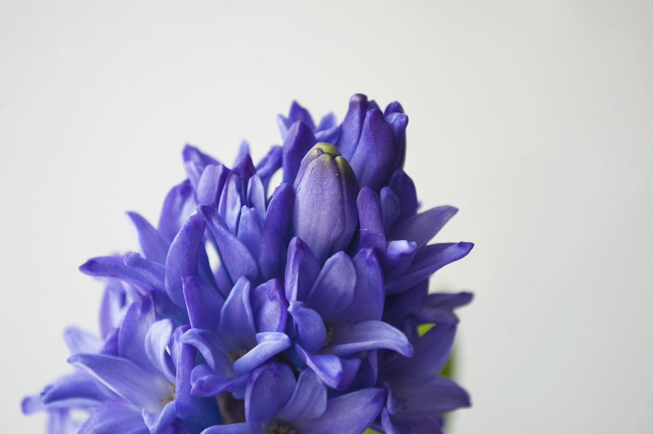 blue hyacinth flower purple free photo