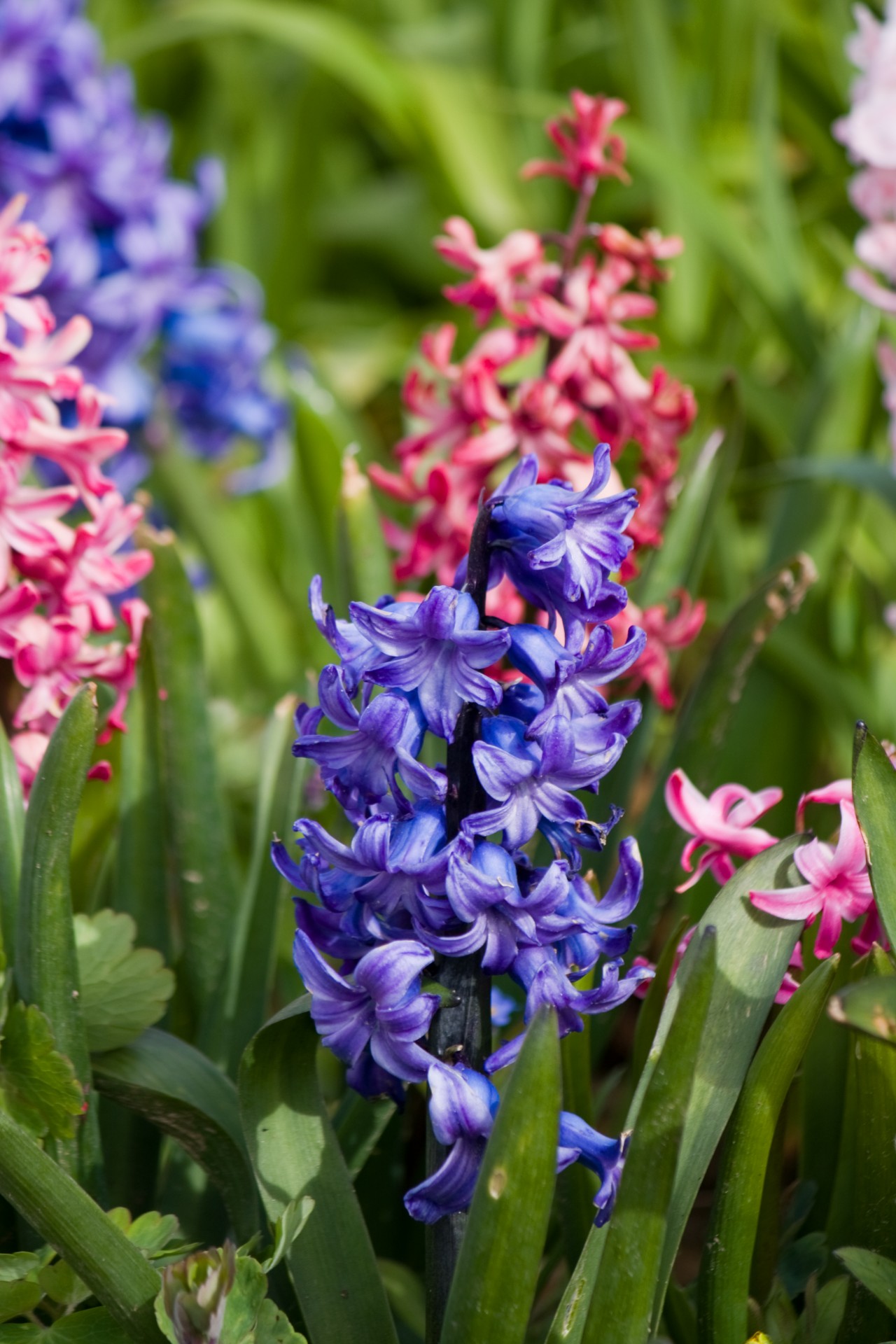 hyacinth hyacinths blue free photo