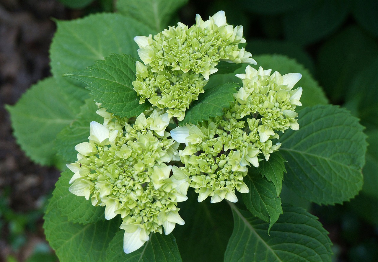 blue hydrangea hydrangea buds opening free photo