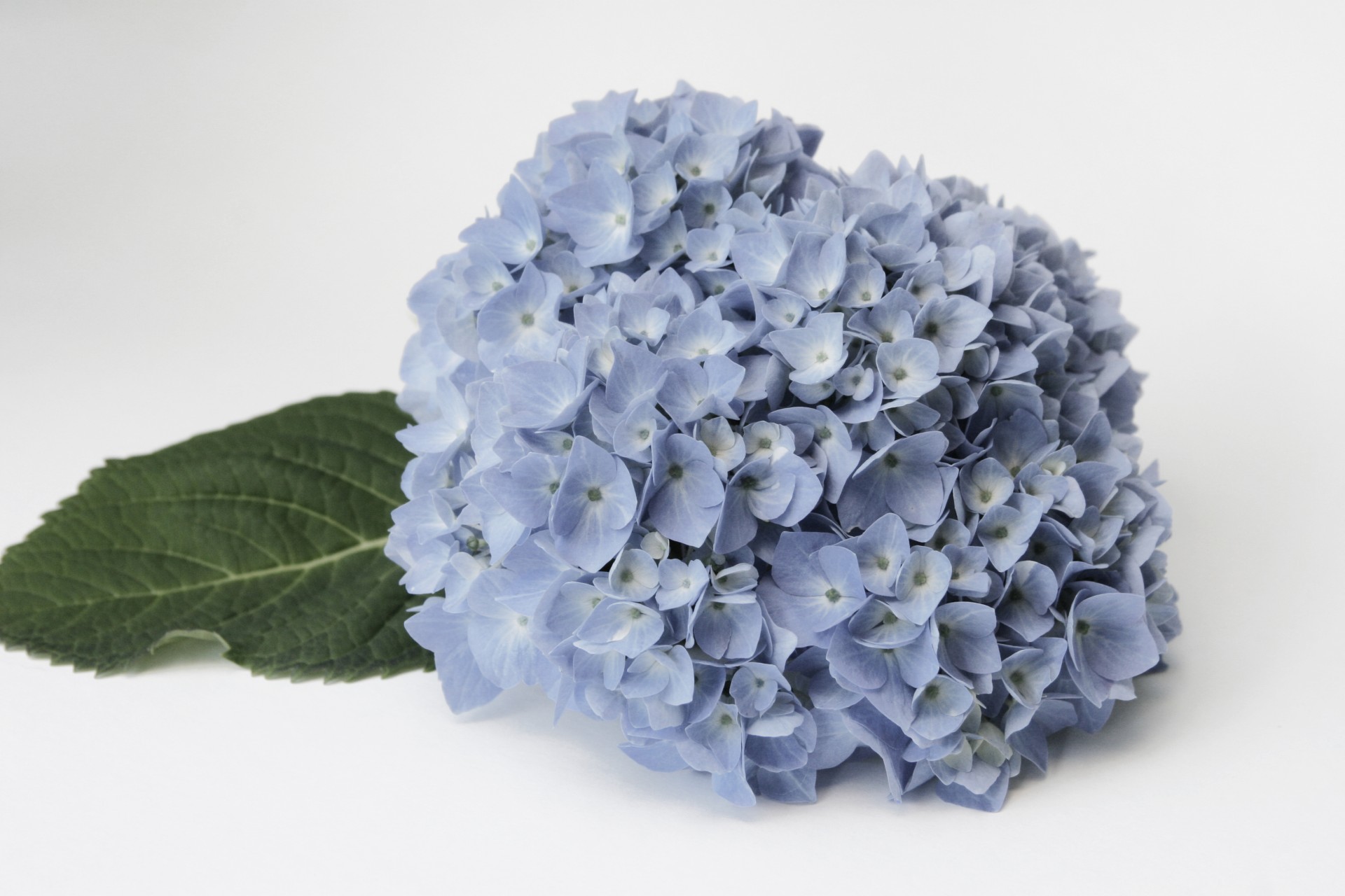 blue hydrangea flower free photo