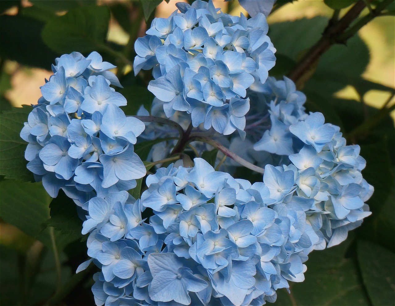 blue hydrangea hydrangea flower free photo