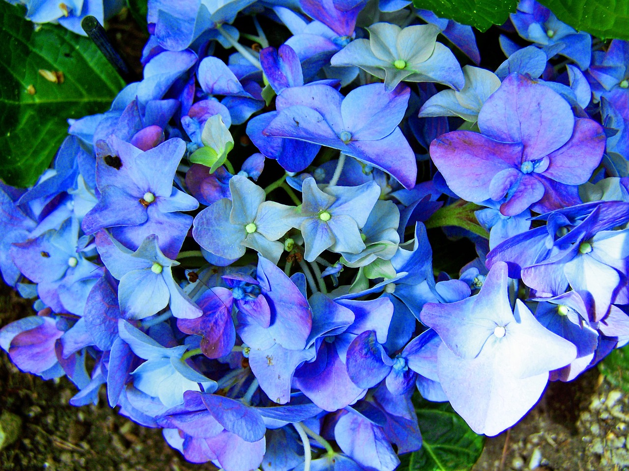 blue hydrangea flower garden spring flower free photo