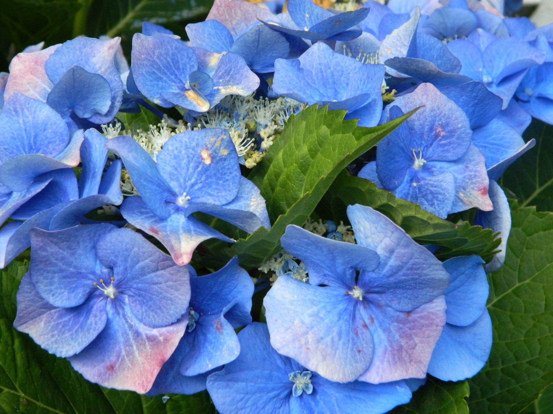 nature garden hydrangea free photo