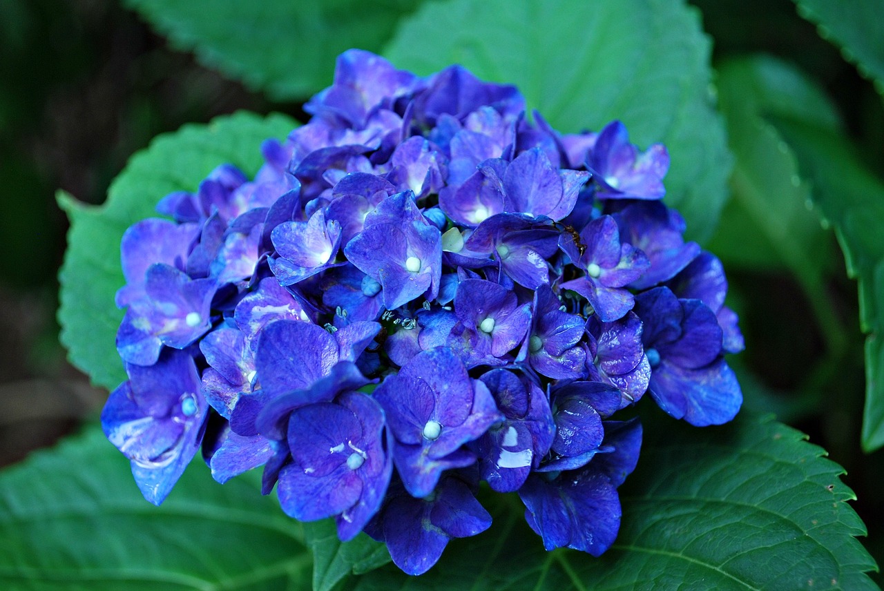 blue hydrangea flower hydrangea blue flower free photo