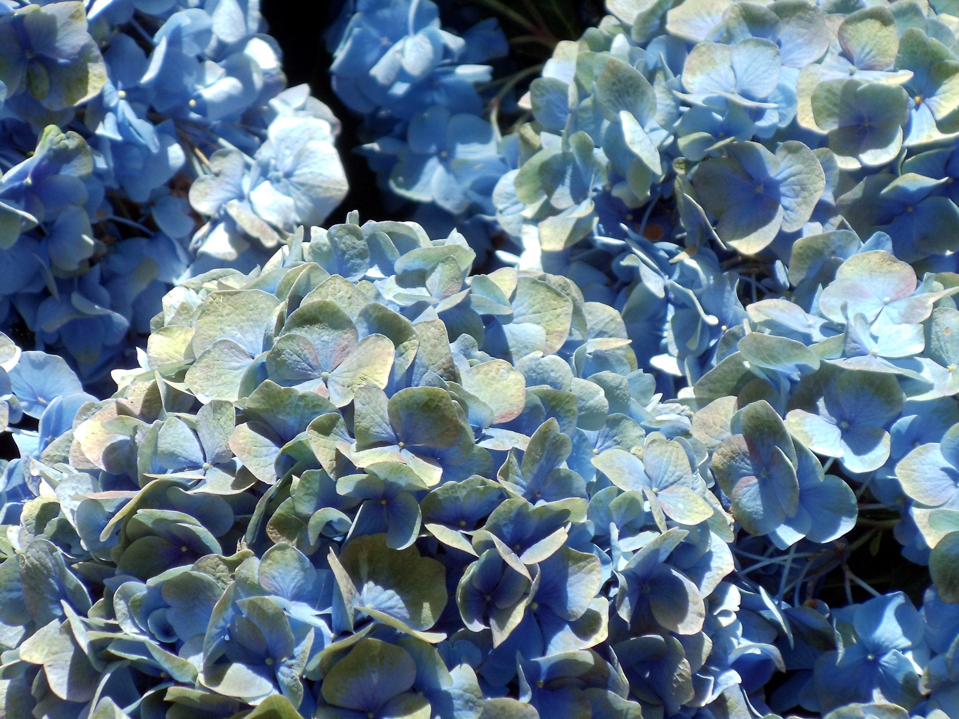 blue hydrangea flowers free photo