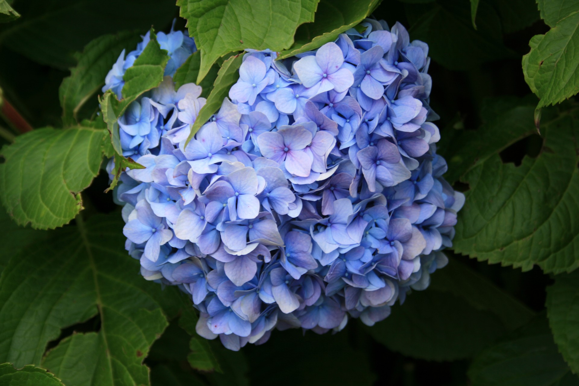 Shrub,green,flower,blue,hydrangea - free image from needpix.com.
