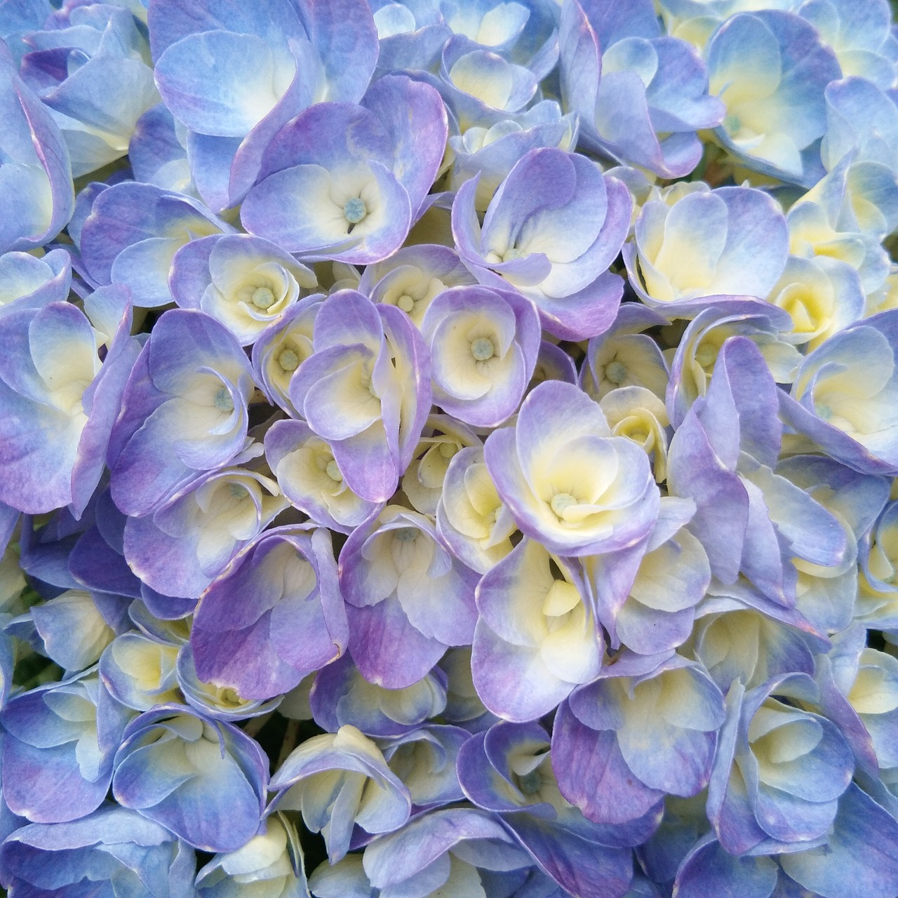 blue hydrangeas flower pink pink flowers free photo