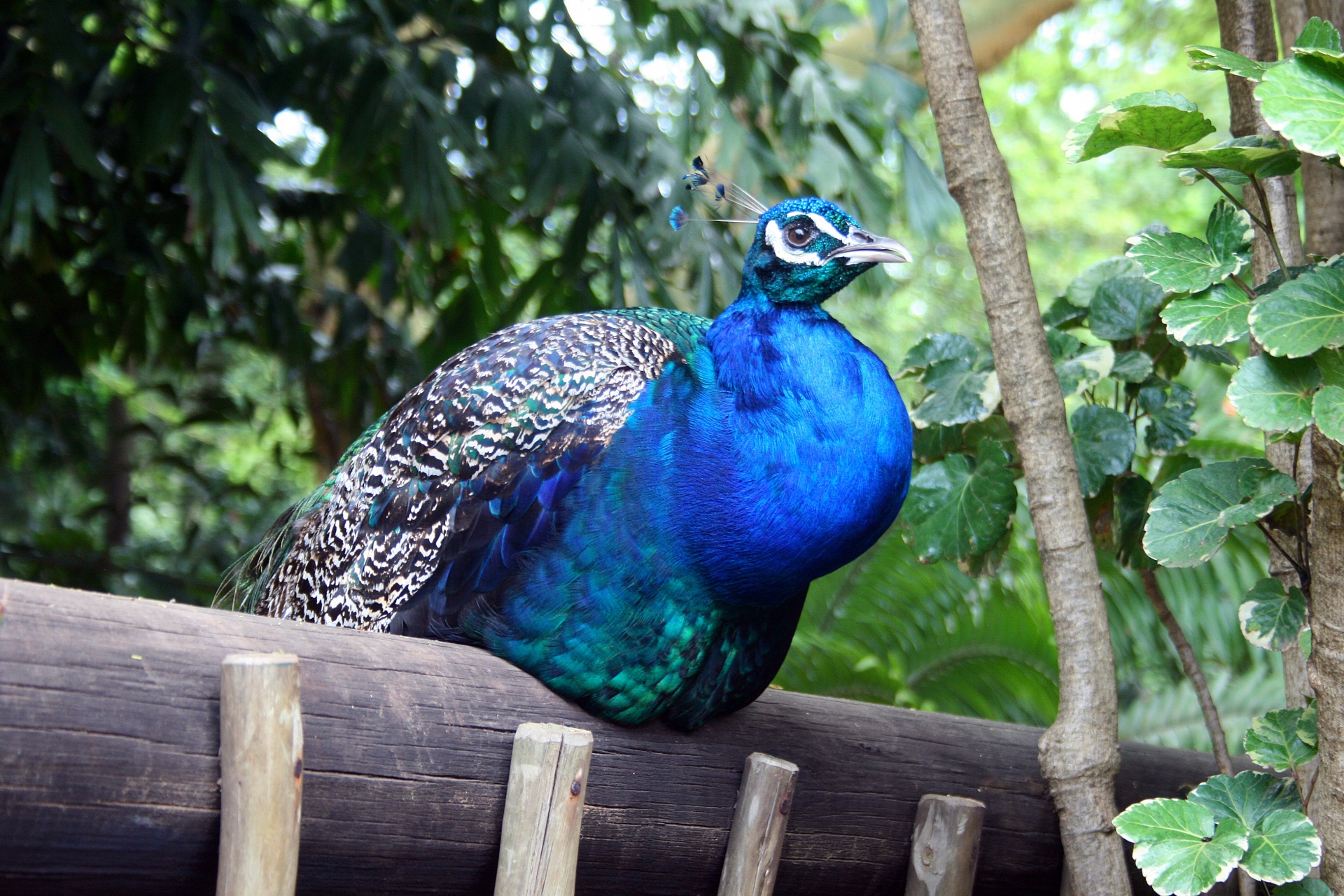 bird fowl peacock free photo