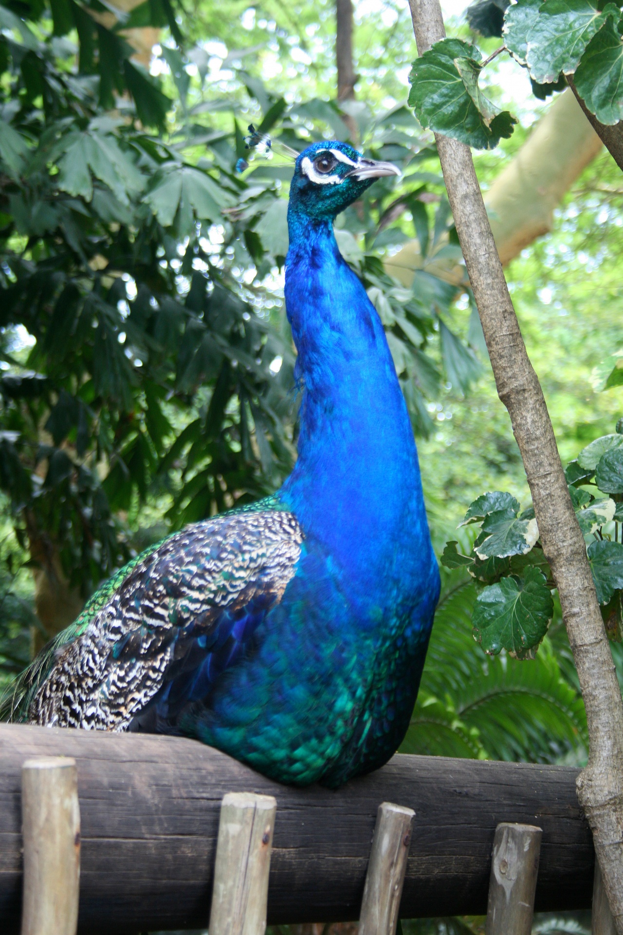bird peacock indian free photo