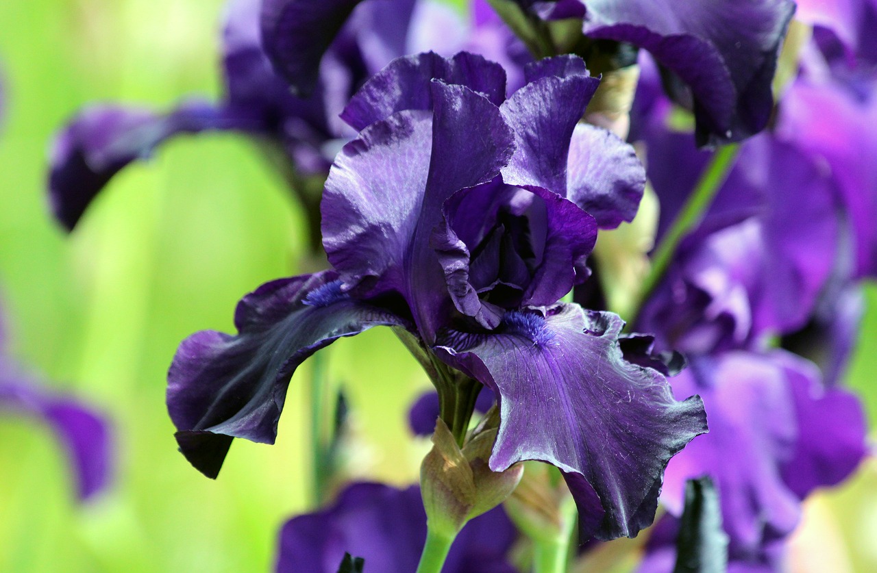 blue iris iris flower garden flower free photo
