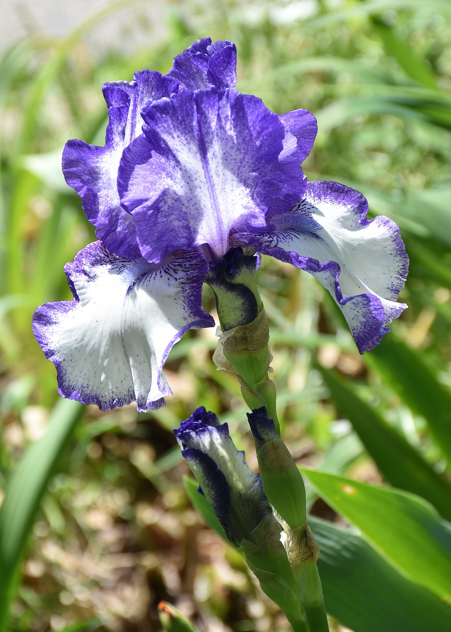 blue iris blue flower plant free photo