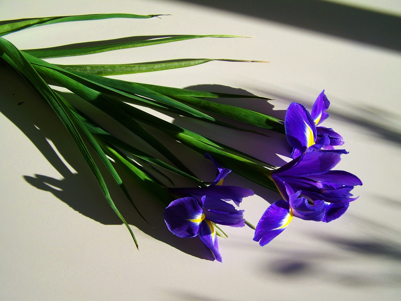 blue iris cut flower light shadow free photo