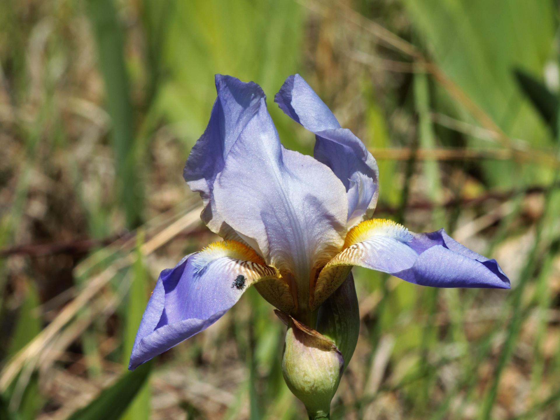 nature plants flowers free photo